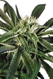 Amnesia #7