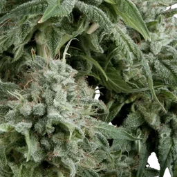 Northern Lights CBD Auto