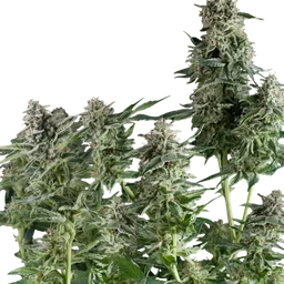 Northern Lights CBD