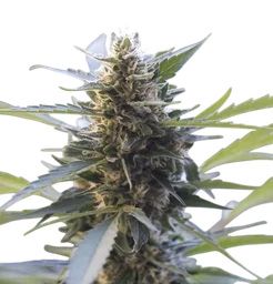Northern Lights x Skunk