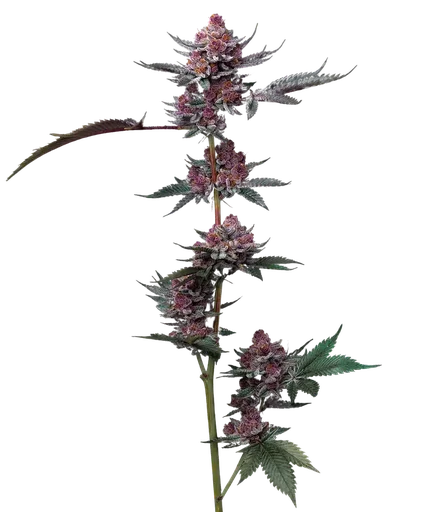 Cherry Poppers