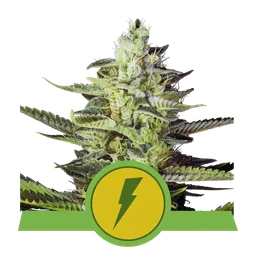 North Thunderfuck Auto