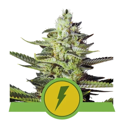 North Thunderfuck Auto