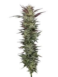 Notorious THC