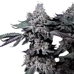 Nuggz R1