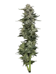 Nutter Budder