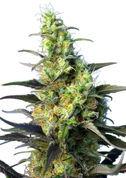 NYC Diesel CBD (formerly Ice Cool CBD)