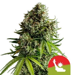 NYC Sour D Auto