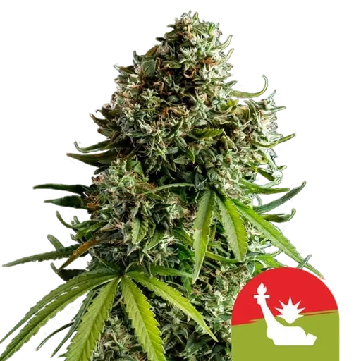 NYC Sour D Auto