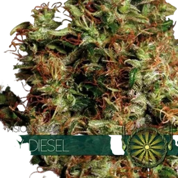 NY Diesel