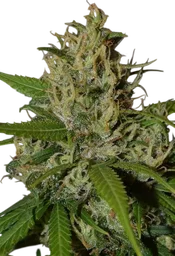 Oaxaca A5 Haze