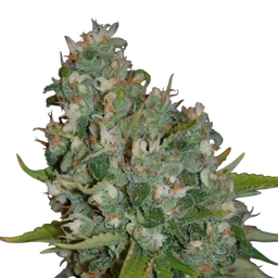 OG13