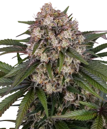 OG Kush Auto