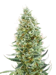 Amnesia FAST