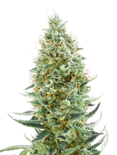 Amnesia FAST
