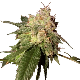 OG Kush