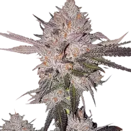 OG Kush Auto