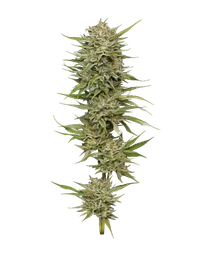 OG Kush