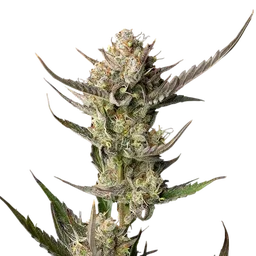 OG Kush