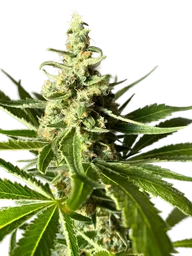 Amnesia FAST