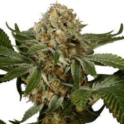 OG Kush