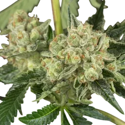 OG Kush Auto