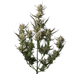 OG Kush