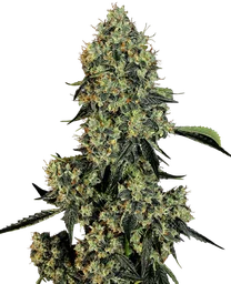 OG Kush