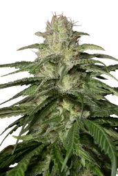 OG Kush CBD