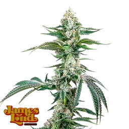 OG Kush F4 IBL Auto
