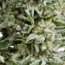 Amnesia Gold Auto