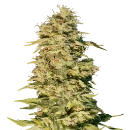 OG Lemon Bilbo