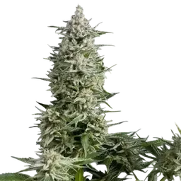 Amnesia Gold