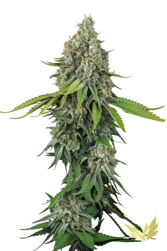 Opium
