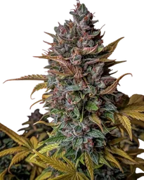 Orange Biscuits Auto