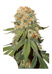 Orange Bud