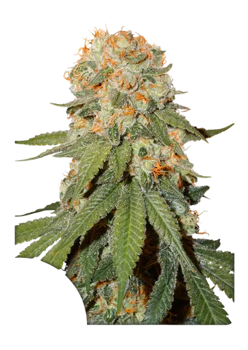 Orange Bud