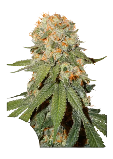 Orange Bud