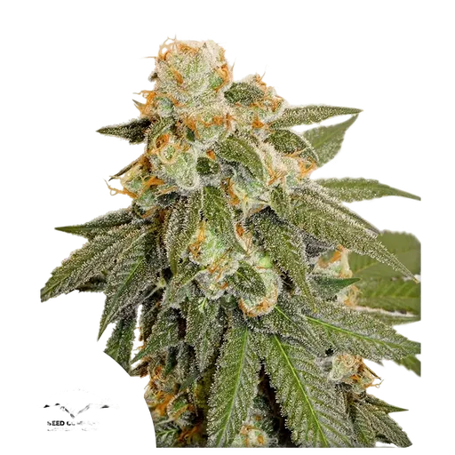 Orange Bud Auto