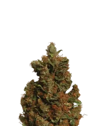 Orange Bud
