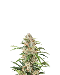 Orange Bud Auto