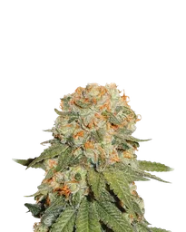 Orange Bud