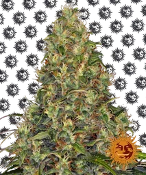 Amnesia Haze Auto
