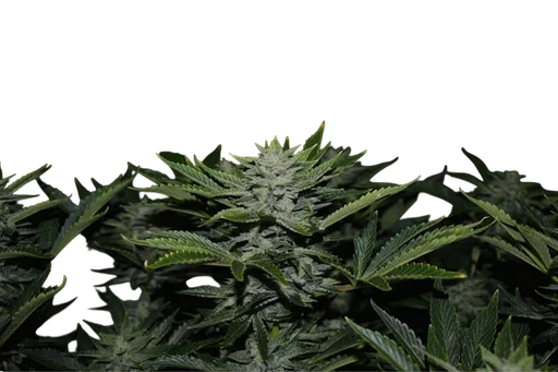 Orange Diesel Auto
