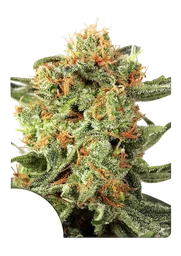 Orange Hill Special