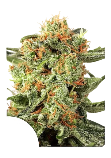 Orange Hill Special