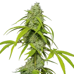 Orange Kush Auto