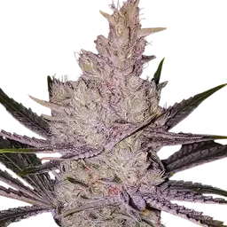 Orange Kush Cake R1