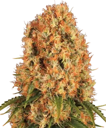 Orange Sherbert