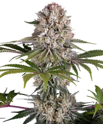 Amnesia Haze